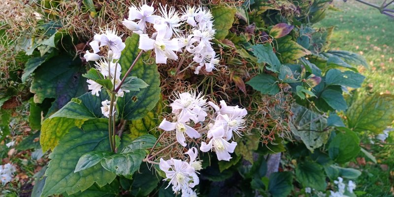 Clematis  'Mrs R.Brydon' Elulõng